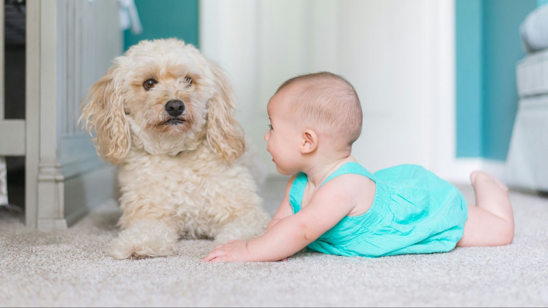 A baby is crawling on the floor next to a dog.
