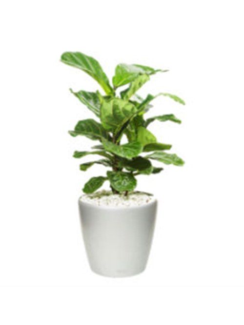 Fiddle Leaf Ficus