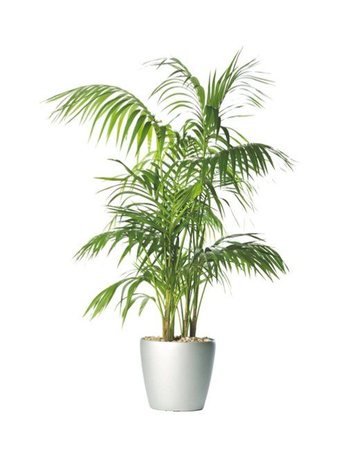 Kentia Palm