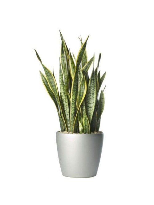 Mother-In-Laws Tongue's