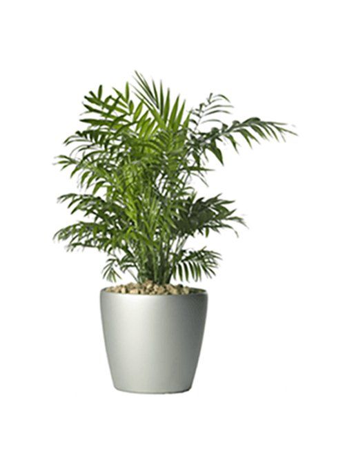 Parlour Palm