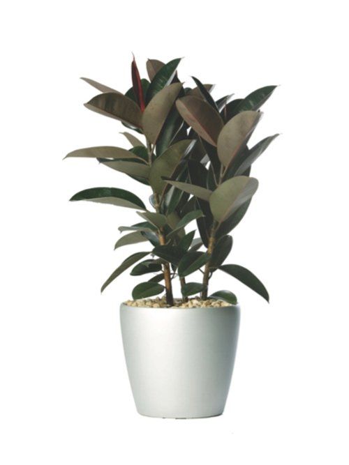 Rubber Plant