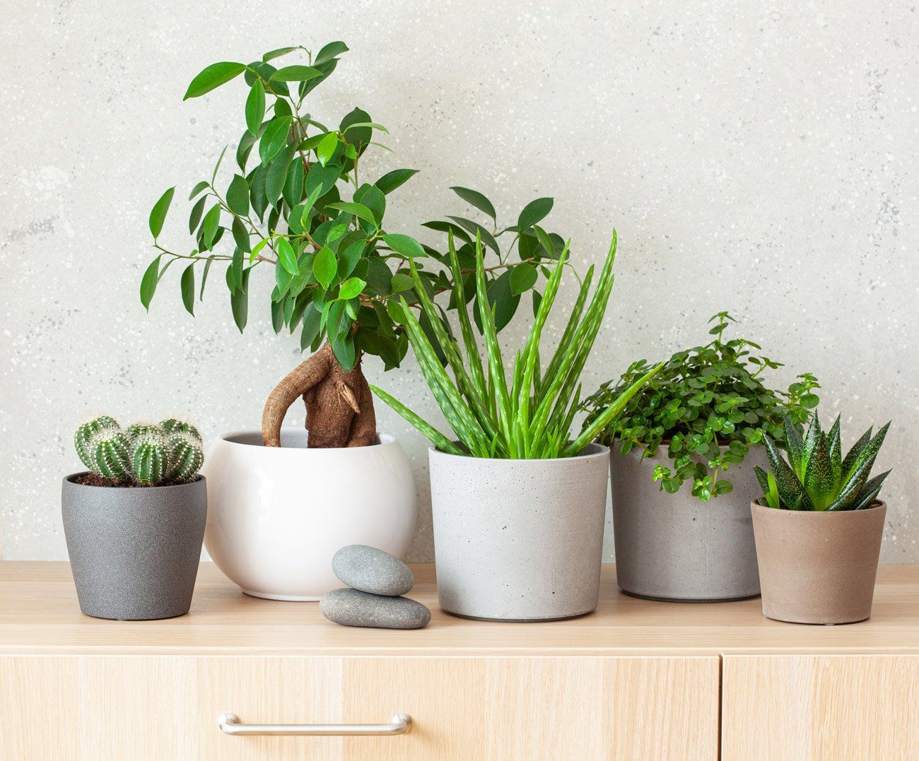 Green houseplants cactus succulent aloe vera, gasteria duval, pilea depressa, parodia warasii, ficus