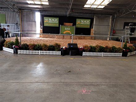 magic millions