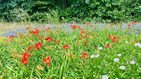 Beplanting Bilthoven (1)