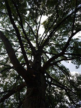 Big Tree — St. Louis, MO — County Tree Service