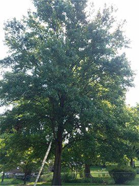 Healthy Tree— St. Louis, MO — County Tree Service
