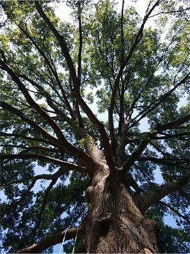 Healthy Big Tree — St. Louis, MO — County Tree Service