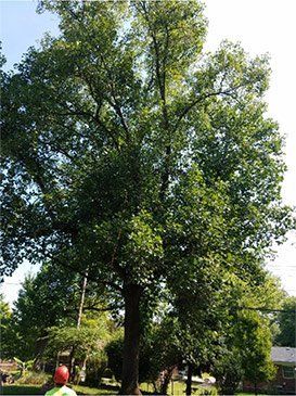 Healthy Tall Tree — St. Louis, MO — County Tree Service