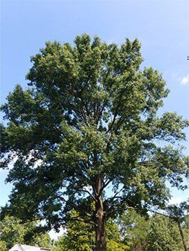 Healthy Old Tree — St. Louis, MO — County Tree Service