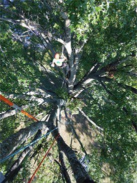 Beautiful Healthy Old Tree — St. Louis, MO — County Tree Service