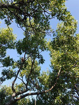 Beautiful Healthy Big Tree — St. Louis, MO — County Tree Service