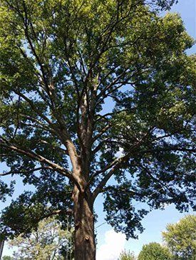 Beautiful Healthy Tall Tree — St. Louis, MO — County Tree Service
