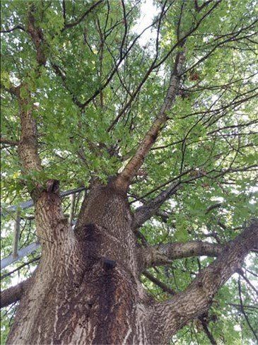 Beautiful Old Tree — St. Louis, MO — County Tree Service