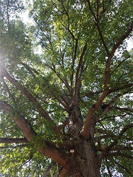 Beautiful Big Tree — St. Louis, MO — County Tree Service