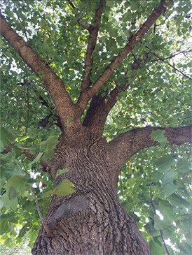 Beautiful Tall Tree — St. Louis, MO — County Tree Service