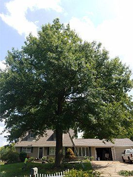 Beautiful Healthy Tree — St. Louis, MO — County Tree Service