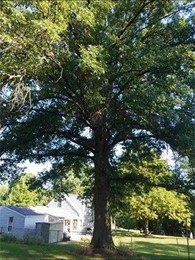 Old Tree — St. Louis, MO — County Tree Service