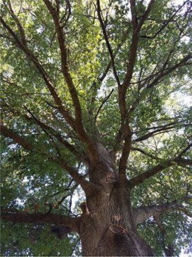 Before Tree Removal — St. Louis, MO — County Tree Service