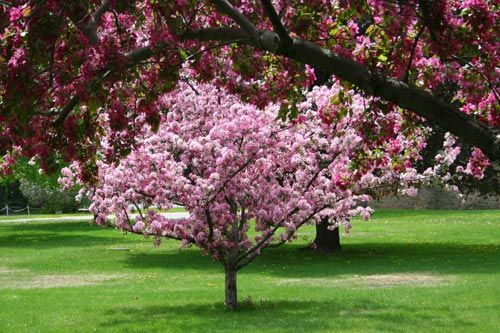Purple Blooming Trees — St. Louis, MO — County Tree Service