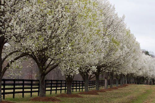 Bradford Pear Tree — St. Louis, MO — County Tree Service
