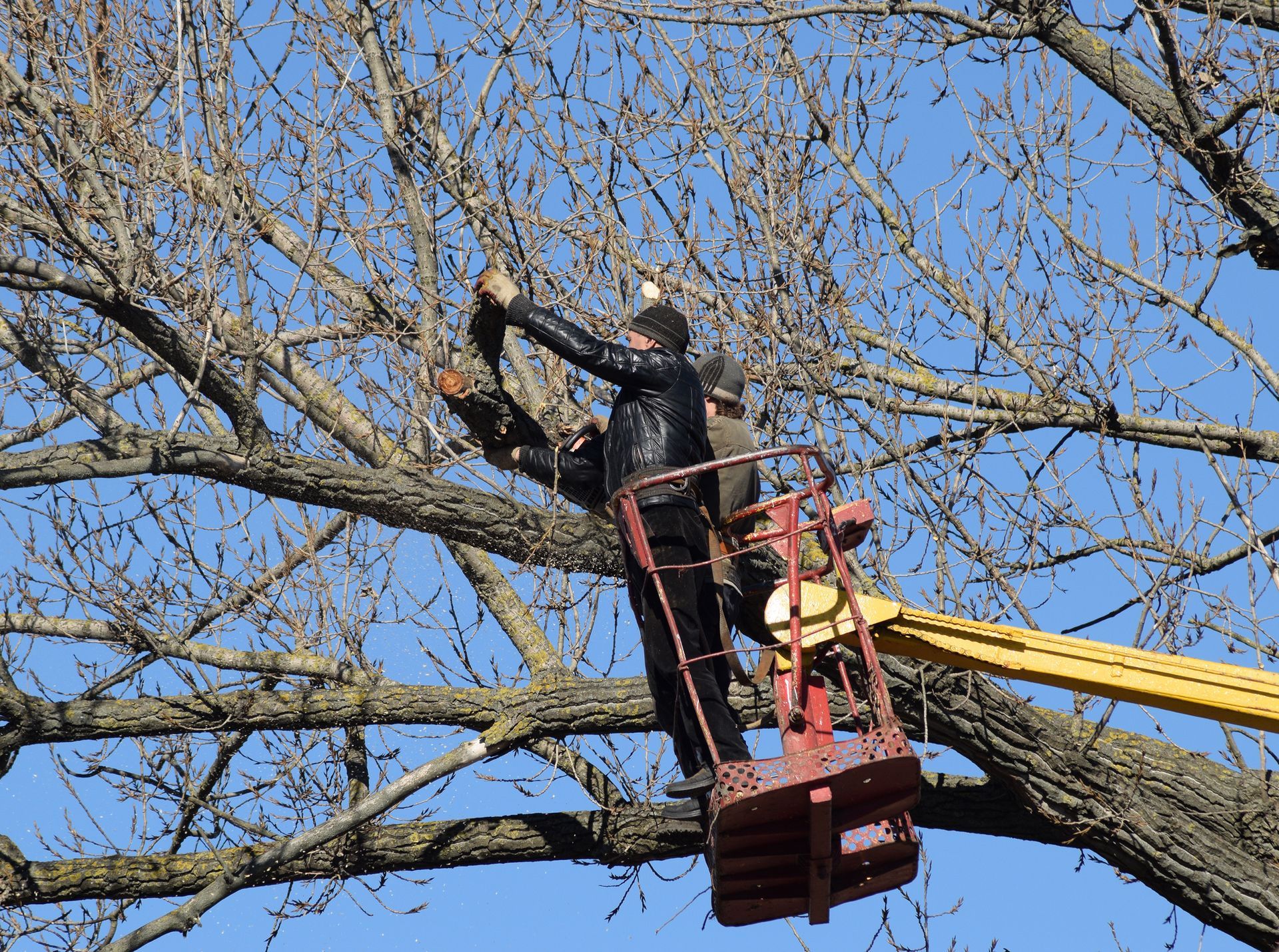 Tree trimming worker cutting branches from lift during professional tree removal service.