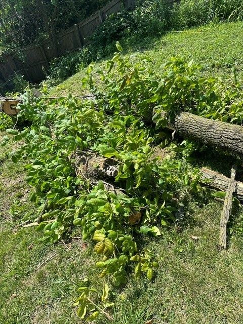 Overgrown garden bed with green plants beside a fallen log fence on a sunny day