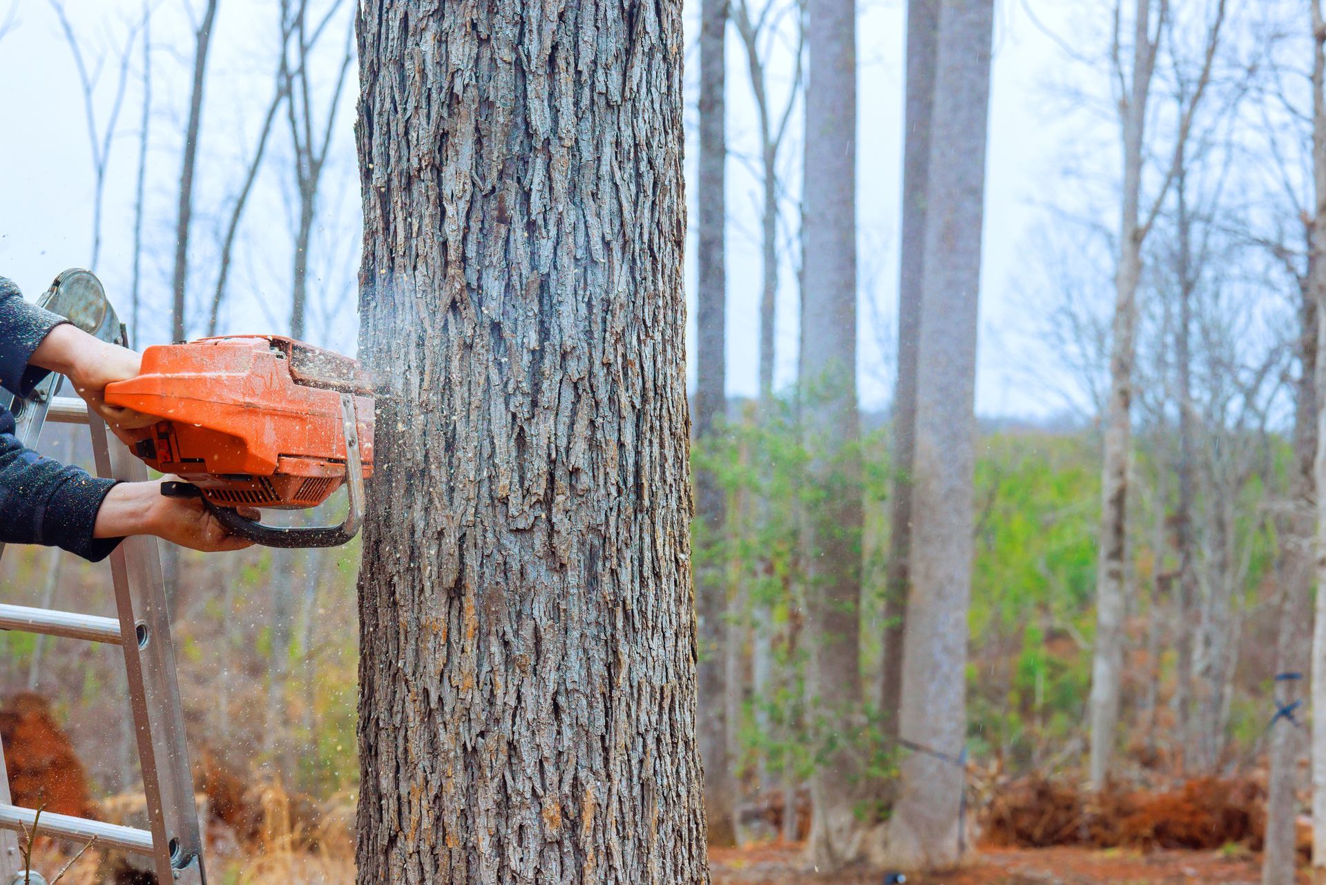 An individual on a ladder is engaged in tree removal, using a saw to cut a large tree. An individual on a ladder is engaged in tree removal, using a saw to cut a large tree.