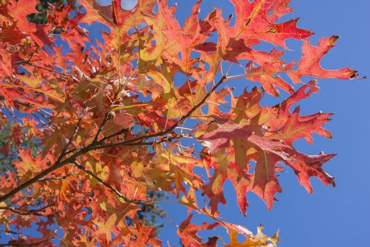 Pin Oak With Red Autumn Leaves — St. Louis, MO — County Tree Service