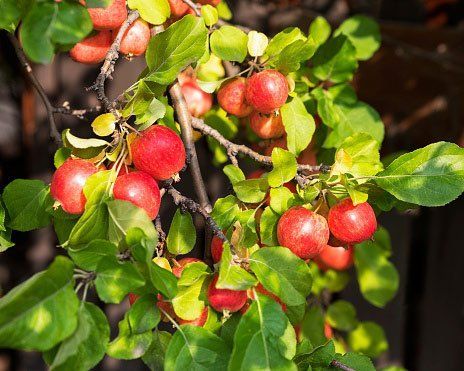 Crabapple Tree Care — St. Louis, MO — County Tree Service
