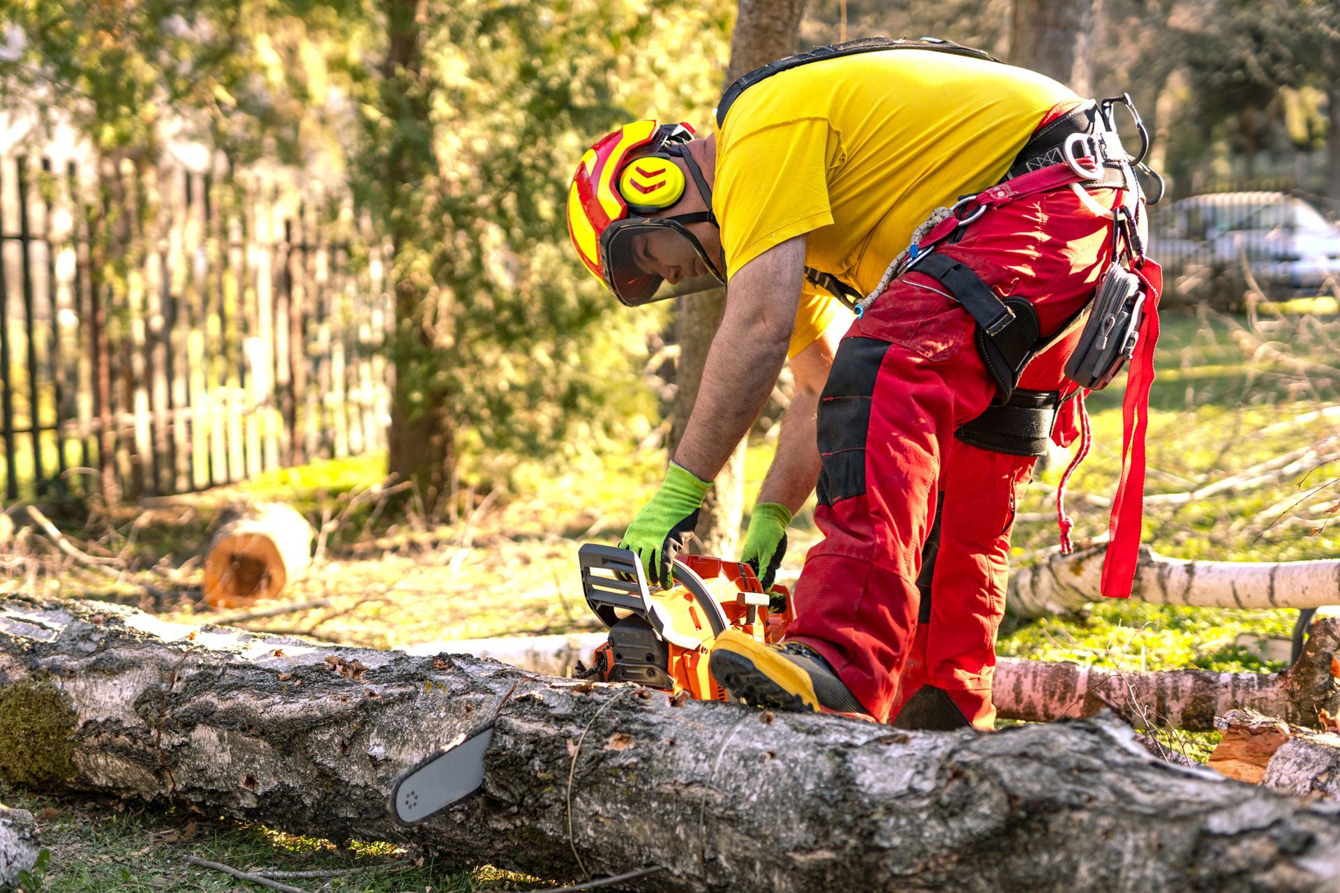 A worker in a safety vest is engaged in tree removal, using a saw to cut a large tree.