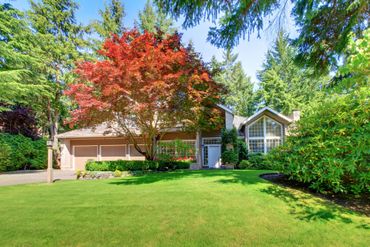 Beautiful maple tree trimmed by Carol Stream Tree Care