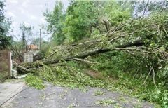 tree fallen across a residential street