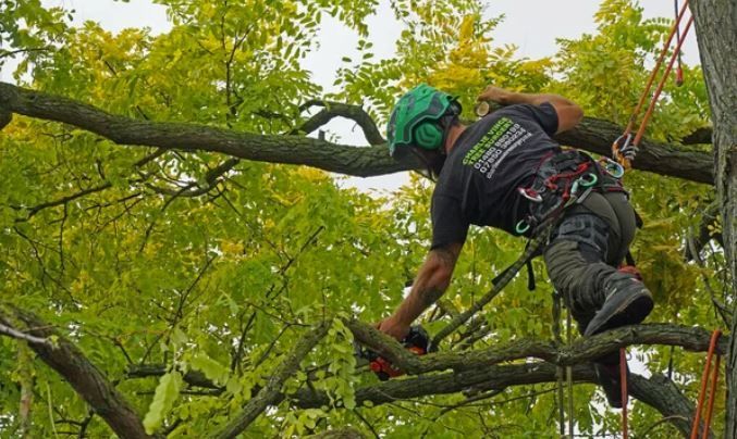 Certified arborist trimming large branches from atop a large tree with green leaves.