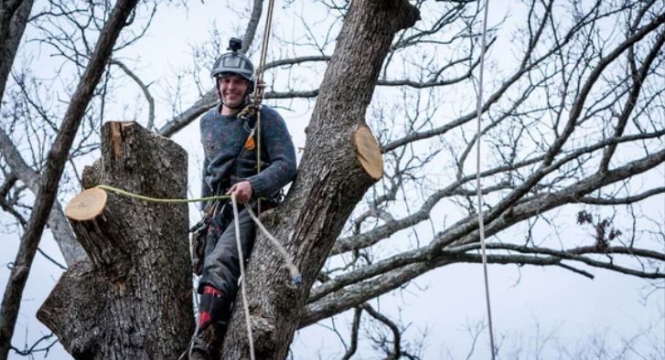 Certified arborist takes a break from trimming large branches high atop a tree.