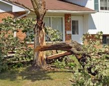 severe damage to tree in residential yard
