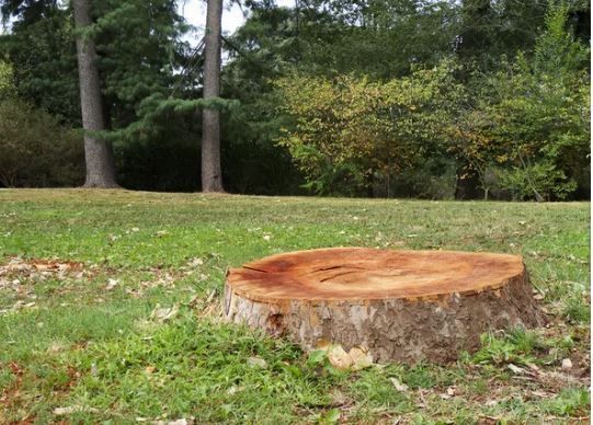 stump from freshly cut tree in a residential yard