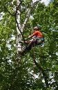 arborist high atop a tree trimming large branches