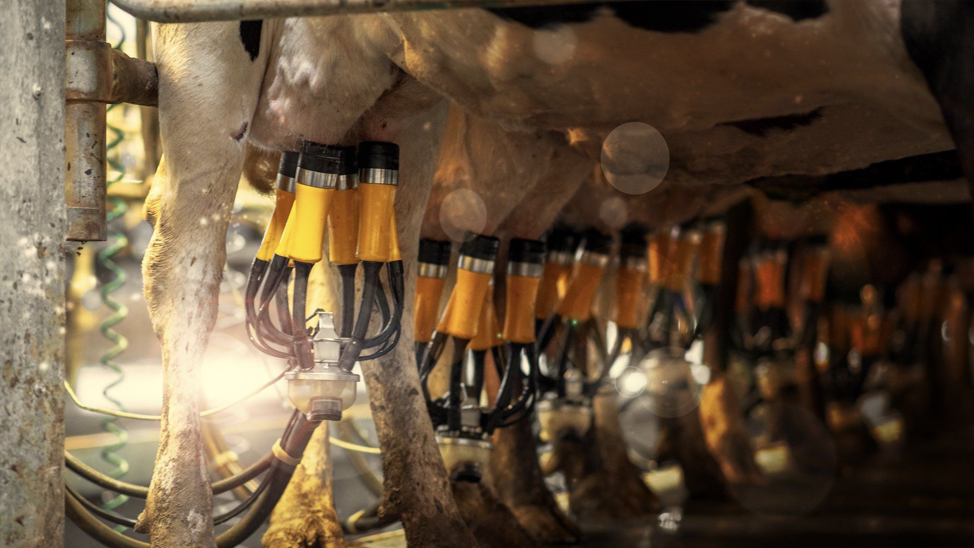 IOW MP200 centrifugal Oil filter cut away showing unique bowl discs.