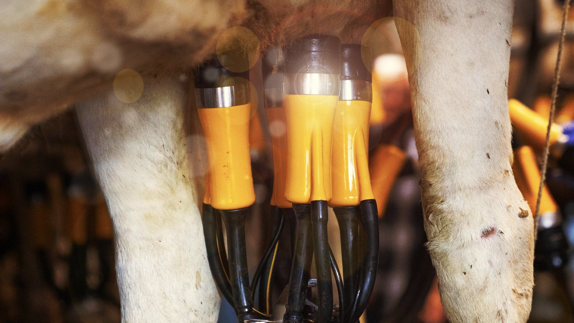 Centrifugal Oil Separator cut away - oil is forced up through the bowl discs which removes even more soot and contaminants.