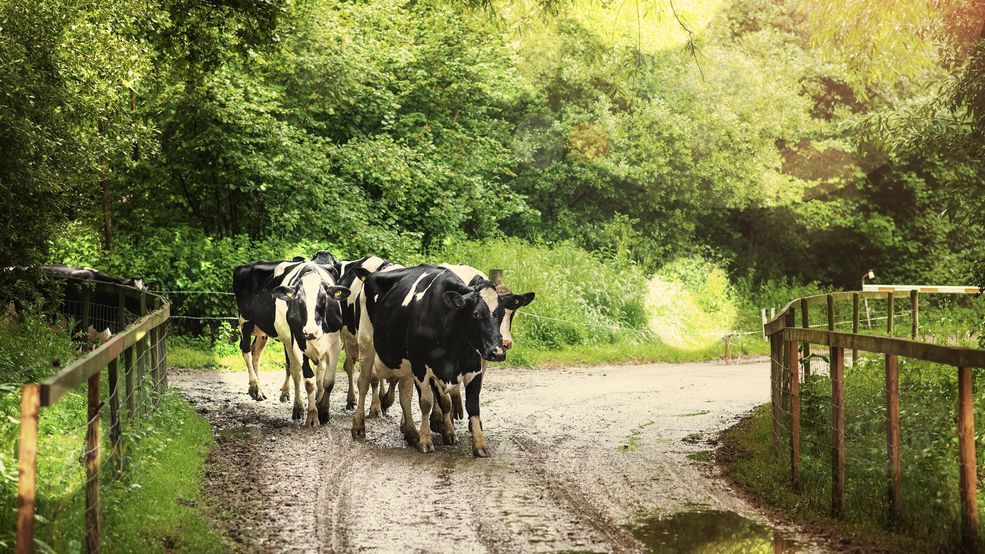 Cleaned oil leaves the IOW centrifugal lube filter through 4 jets.