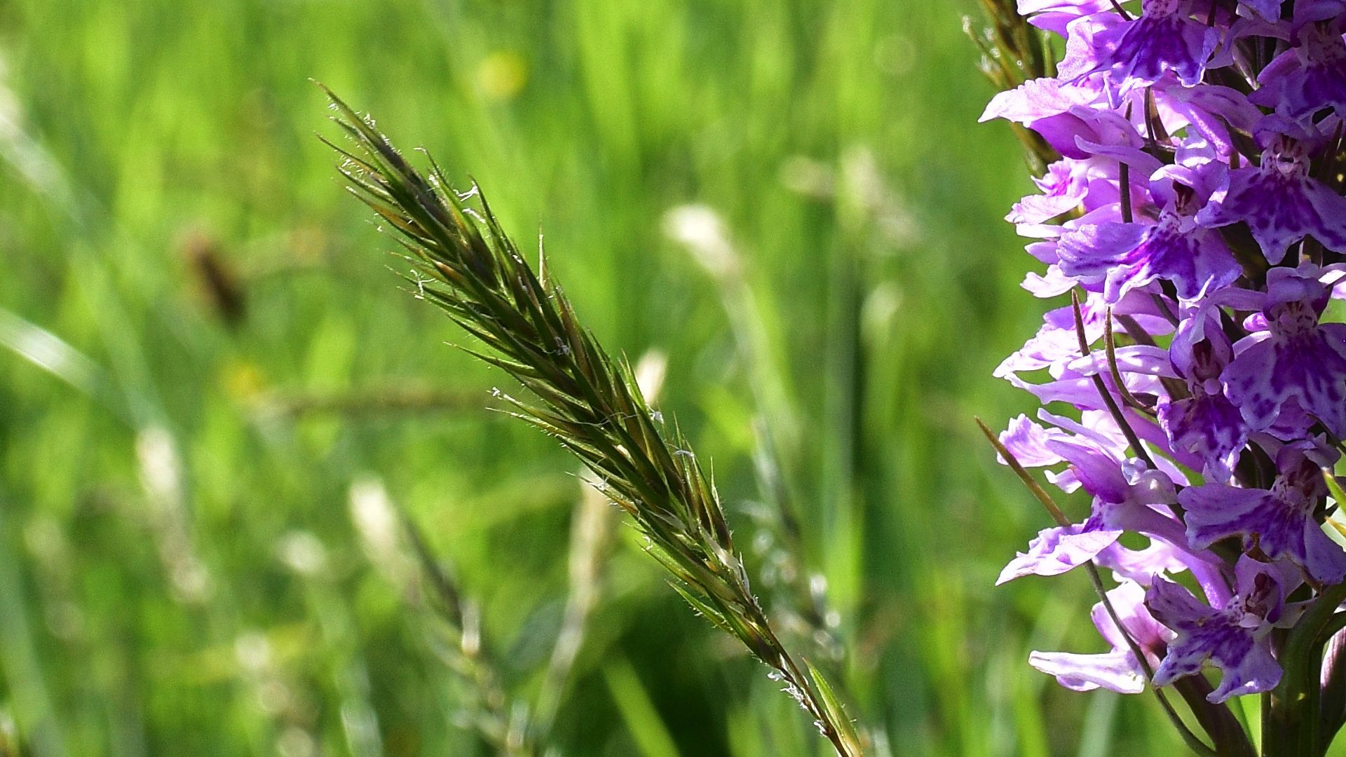 Common spotted Orchid flowering in an uncut lawn in the summer sun.