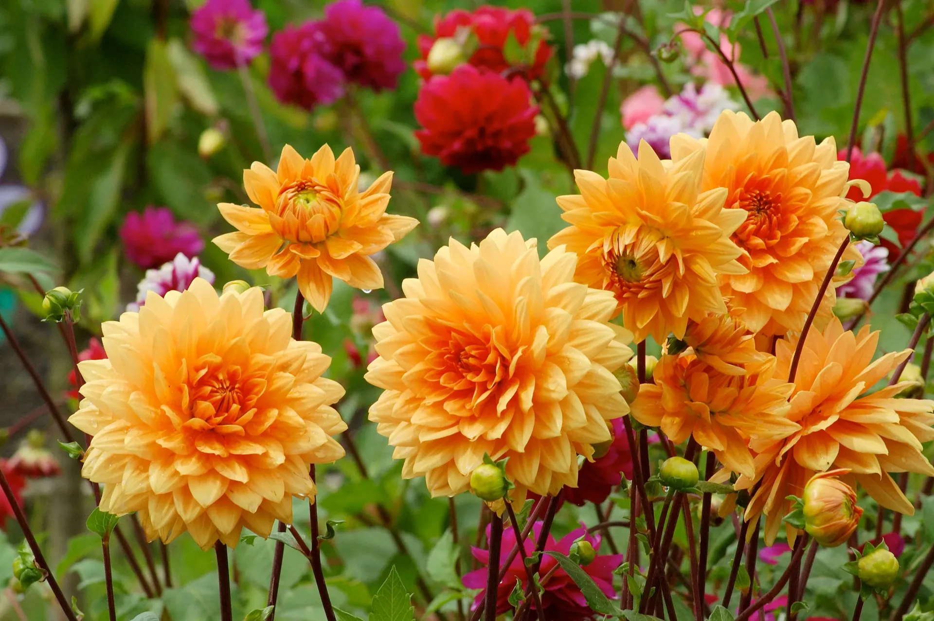 picture of orange dahlias