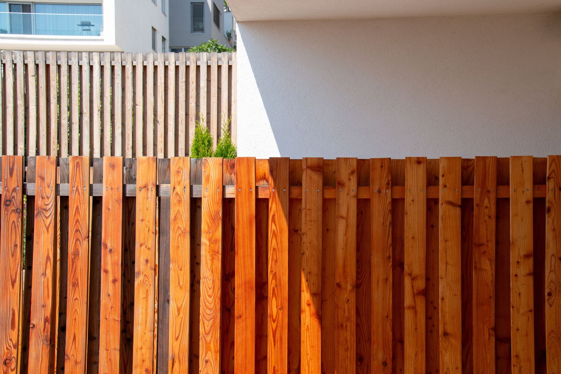 A small, spiky green plant grows in front of a white vinyl privacy fence on a concrete sidewalk under a tree.