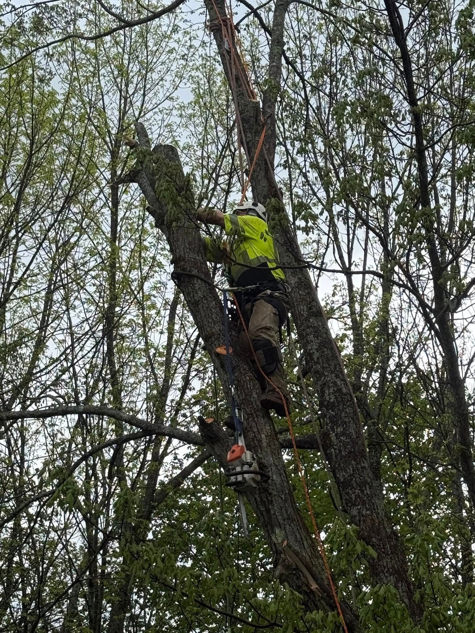 Arborist in safety gear using a chainsaw to trim a tree branch, surrounded by foliage.