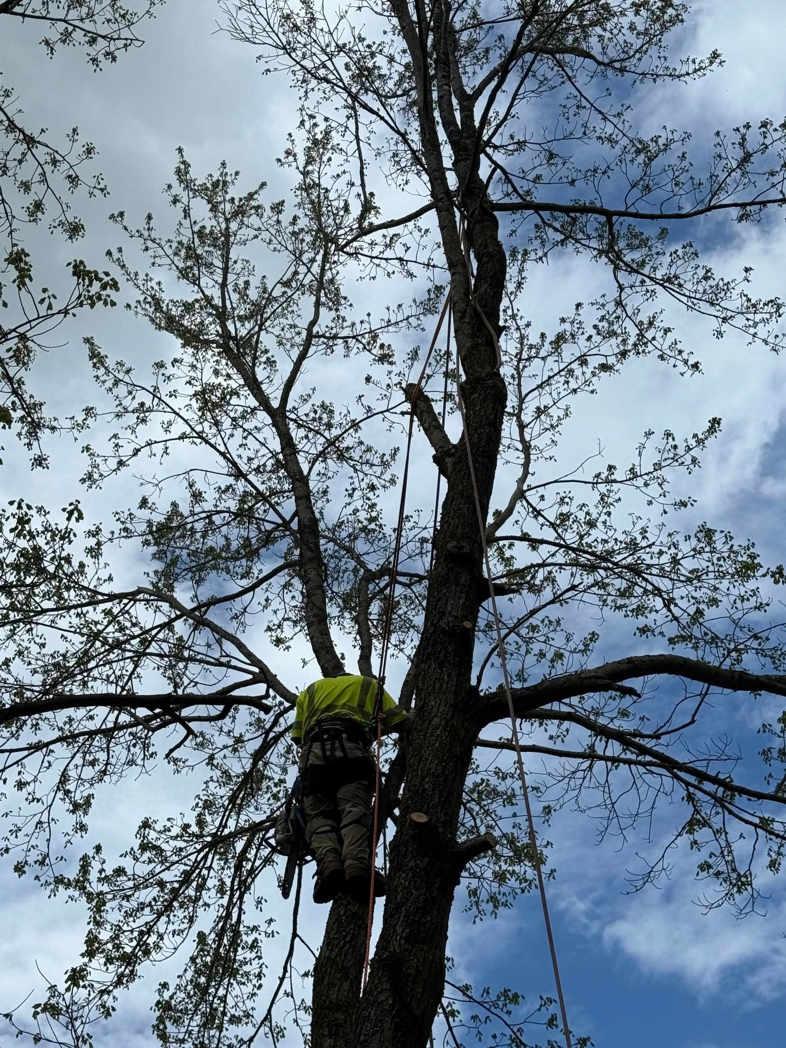 Person in a tree, wearing safety gear. Cloudy sky background.