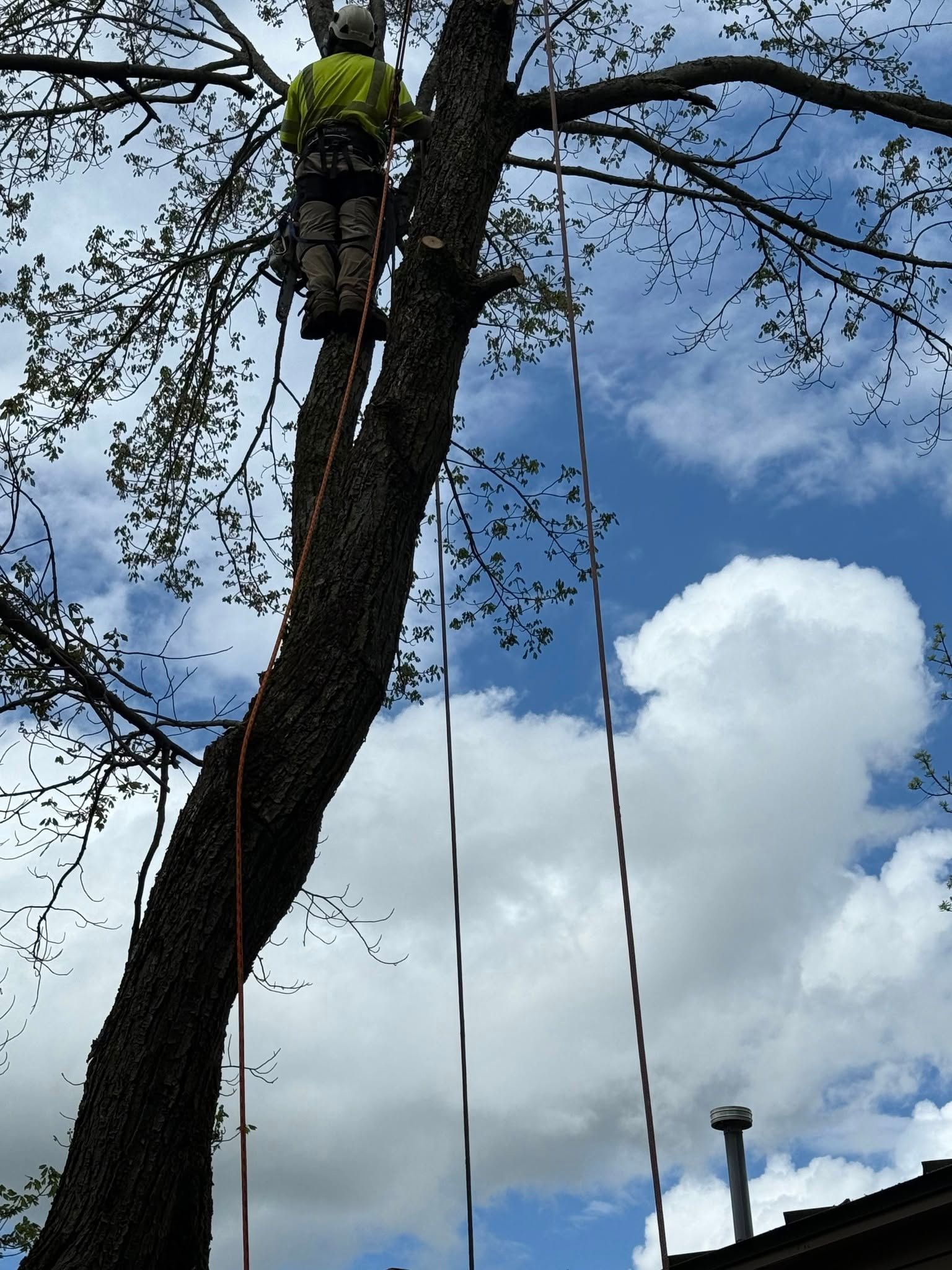 Arborist in a tree, using ropes. Blue sky with clouds in the background.