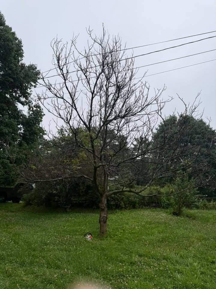Bare tree in a grassy yard under a cloudy sky. Power lines and other trees are in the background.