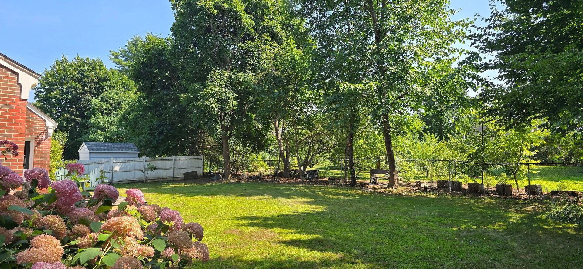 Lush backyard scene with green grass, trees, and colorful hydrangeas in bloom under a bright blue sky.