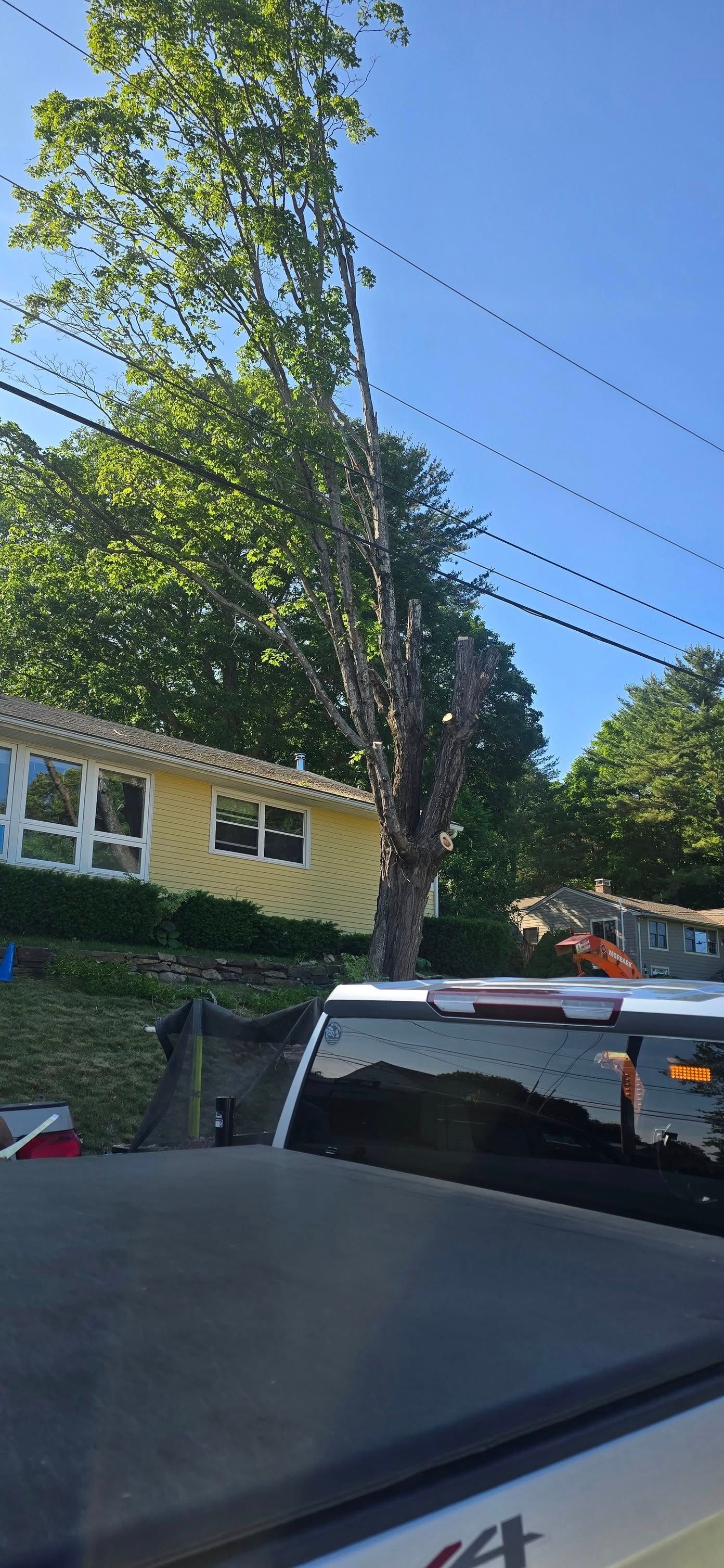 Tall tree next to a yellow house with power lines above. A truck is in the foreground. Blue sky.